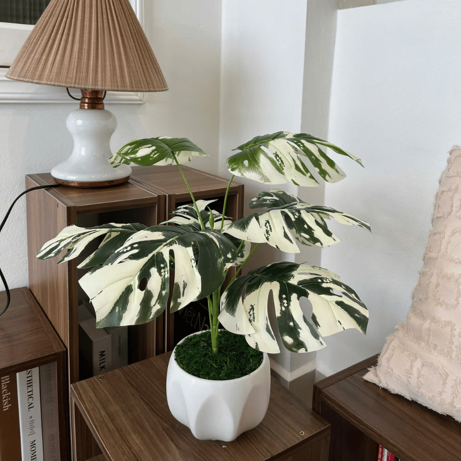  85ART - CÂY TRẦU BÀ TRẮNG LOANG 