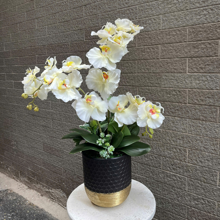  BST LAN - LAN HỒ ĐIỆP CÁNH XOĂN VÀNG CHANH 