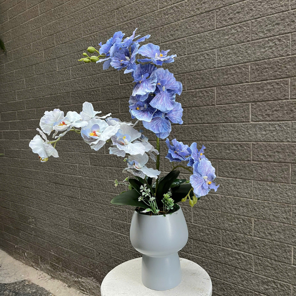  BST LAN - HỒ ĐIỆP CÁNH XOĂN XANH MIX 