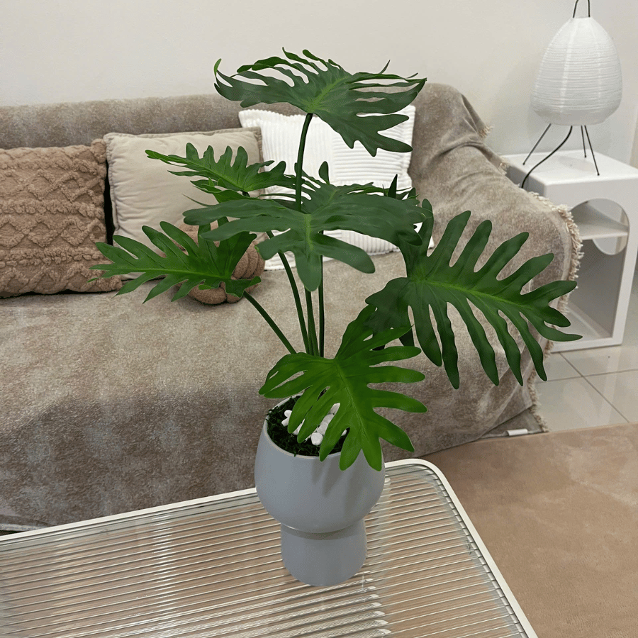  CÂY TRẦU BÀ LÁ RÙA 