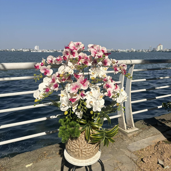  BST LAN - LAN HỒ ĐIỆP HỒNG TRẮNG 