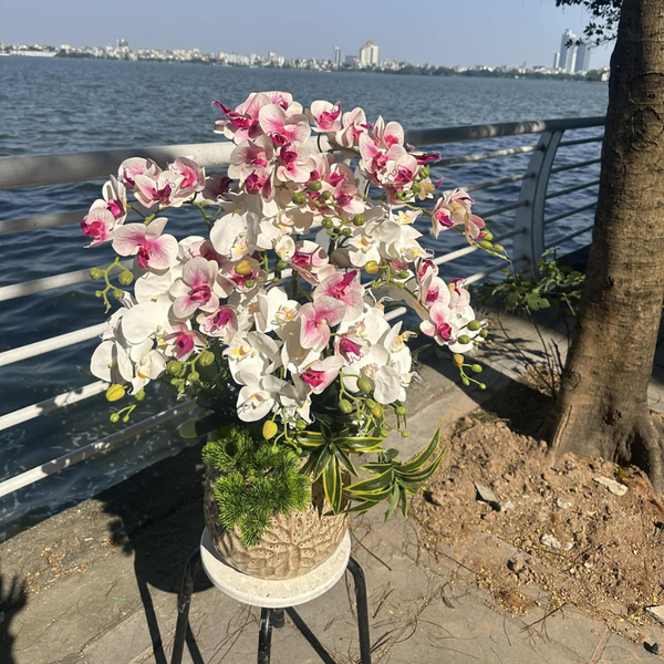  BST LAN - LAN HỒ ĐIỆP HỒNG TRẮNG 