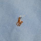 Sơ Mi Ralph Xanh Logo Nâu Navy