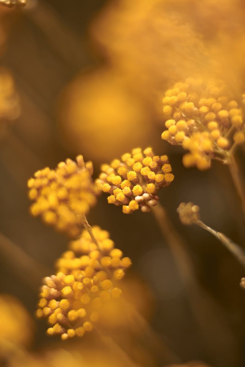  Dưỡng Chất Tái Sinh Quyền Năng 