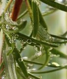  Tinh Chất Kích Thích Mọc Tóc 