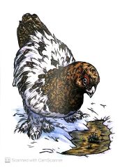 Chuyện Kể Về Trăm Loài Chim - BirdNote, Emily Poole