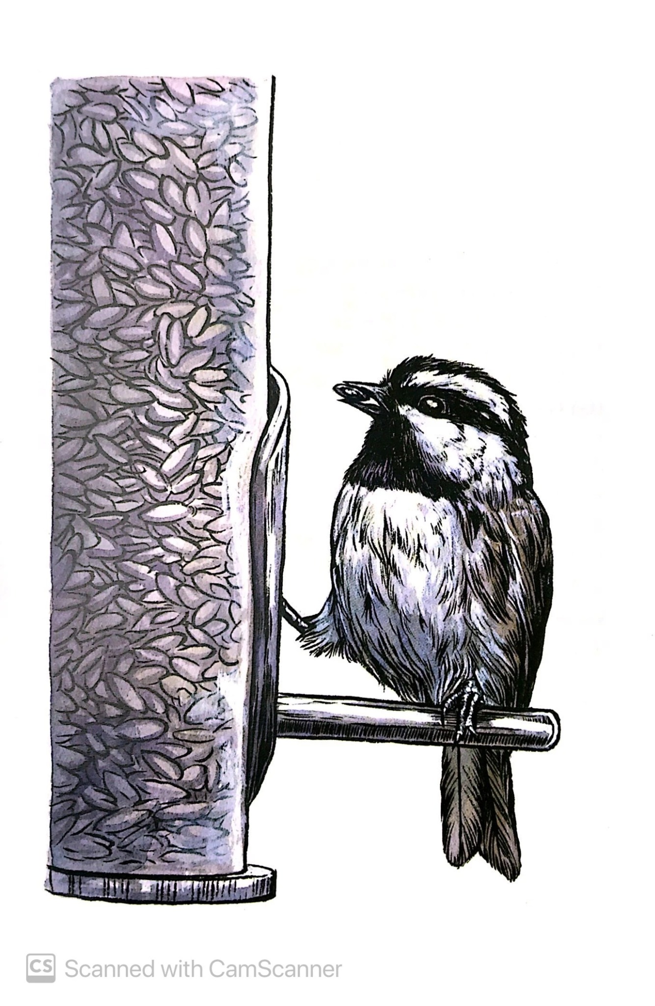 Combo 2 Cuốn Chuyện Kể Về Trăm Loài Chim + Sải Cánh Như Những Chú Chim