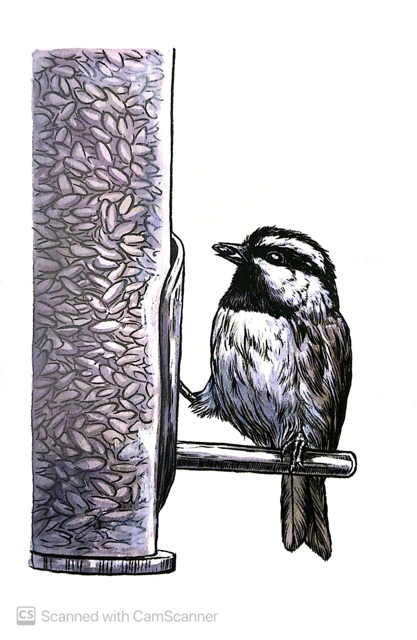 Chuyện Kể Về Trăm Loài Chim - BirdNote, Emily Poole