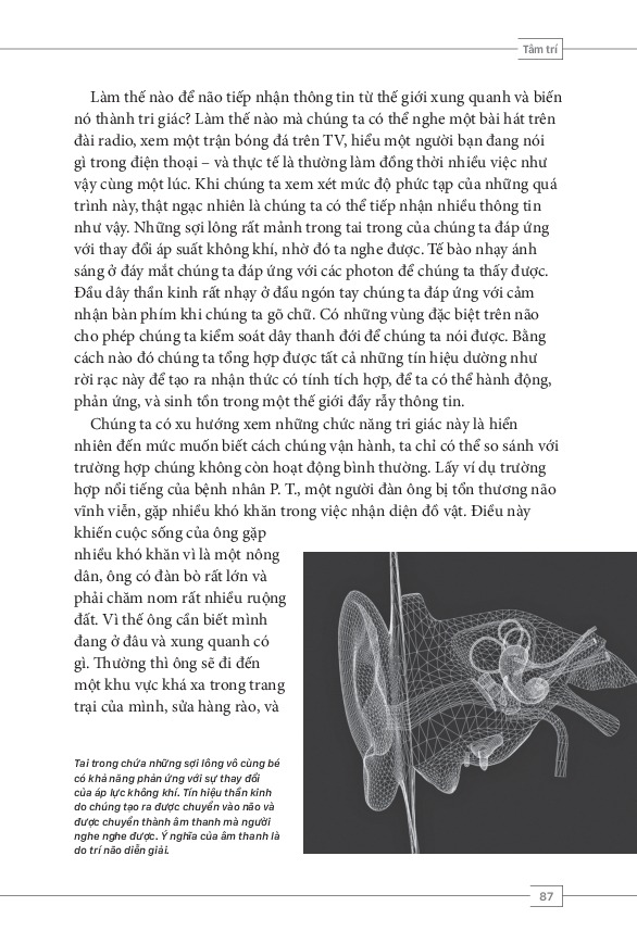 Bộ 6 Quyển Tâm Lý Học Toàn Thư Của NXB Trẻ ( Lịch Sử Tâm Lý Học + Tâm Lý Học Phát Triển + Tâm Lý Học Bất Thường + Tâm Lý Học Xã Hội + Bộ Não Và Tâm Trí + Tư Duy Và Hiểu Biết )