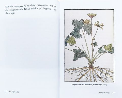  Cỏ Cây Hoa Lá Và Lời Thủ Thỉ Của Thiên Nhiên Với Con Người - Hường Nguyễn, Như Anh Nguyễn 