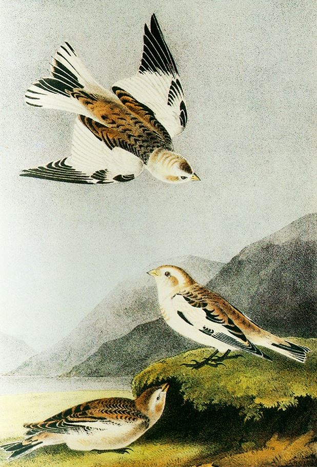 Combo 2 Cuốn Chuyện Kể Về Trăm Loài Chim + Sải Cánh Như Những Chú Chim