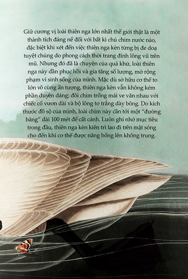 Combo 2 Cuốn Chuyện Kể Về Trăm Loài Chim + Sải Cánh Như Những Chú Chim