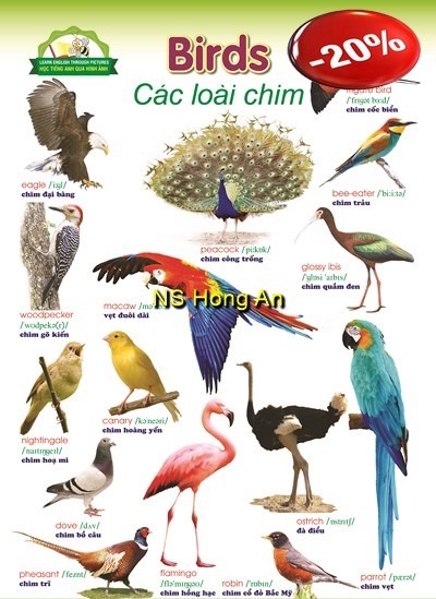 Học Tiếng Anh Qua Hình Ảnh - Các Loài Chim (Tranh Rời 53X78Cm) - Nguyễn Công Sơn