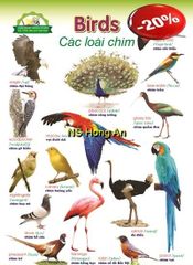 Học Tiếng Anh Qua Hình Ảnh - Các Loài Chim (Tranh Rời 53X78Cm) - Nguyễn Công Sơn