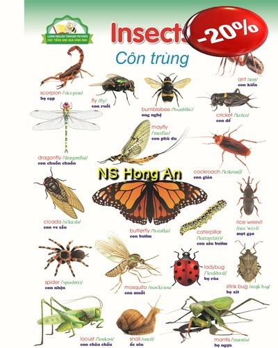 Học Tiếng Anh Qua Hình Ảnh - Côn Trùng (Tranh Rời 53X78Cm) - Nguyễn Công Sơn