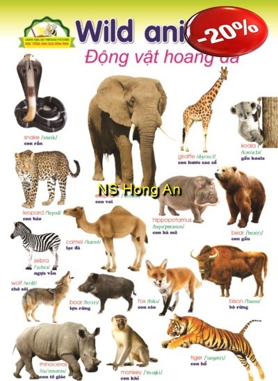 Học Tiếng Anh Qua Hình Ảnh - Động Vật Hoang Dã (Tranh Rời 53X78Cm) - Nguyễn Công Sơn