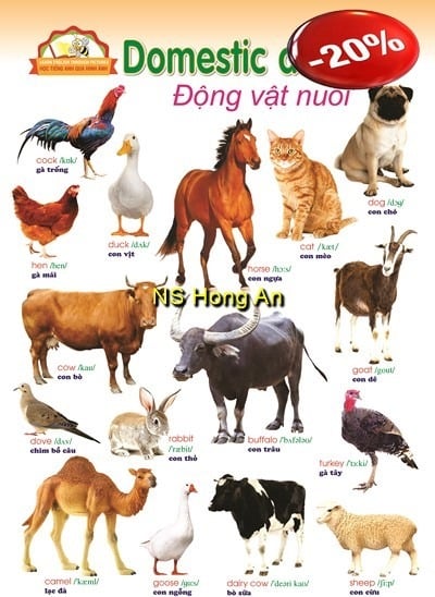Học Tiếng Anh Qua Hình Ảnh - Động Vật Nuôi (Tranh Rời 53X78Cm) - Nguyễn Công Sơn