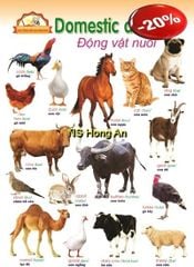 Học Tiếng Anh Qua Hình Ảnh - Động Vật Nuôi (Tranh Rời 53X78Cm) - Nguyễn Công Sơn