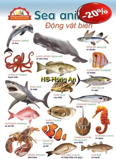 Học Tiếng Anh Qua Hình Ảnh - Động Vật Biển (Tranh Rời 53X78Cm) - Nguyễn Công Sơn