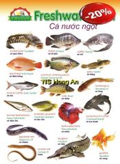 Học Tiếng Anh Qua Hình Ảnh - Cá Nước Ngọt (Tranh Rời 53X78Cm) - Nguyễn Công Sơn