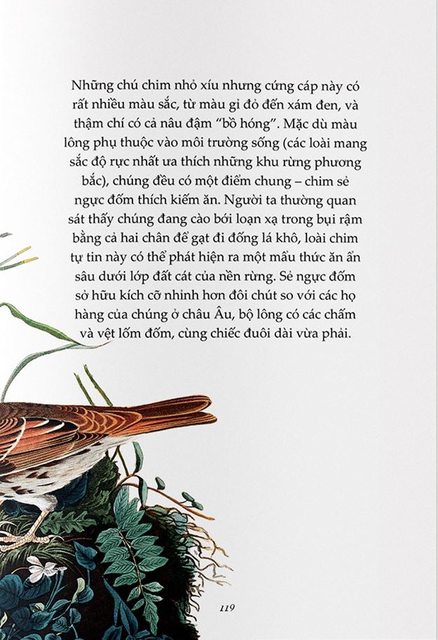 Combo 2 Cuốn Chuyện Kể Về Trăm Loài Chim + Sải Cánh Như Những Chú Chim