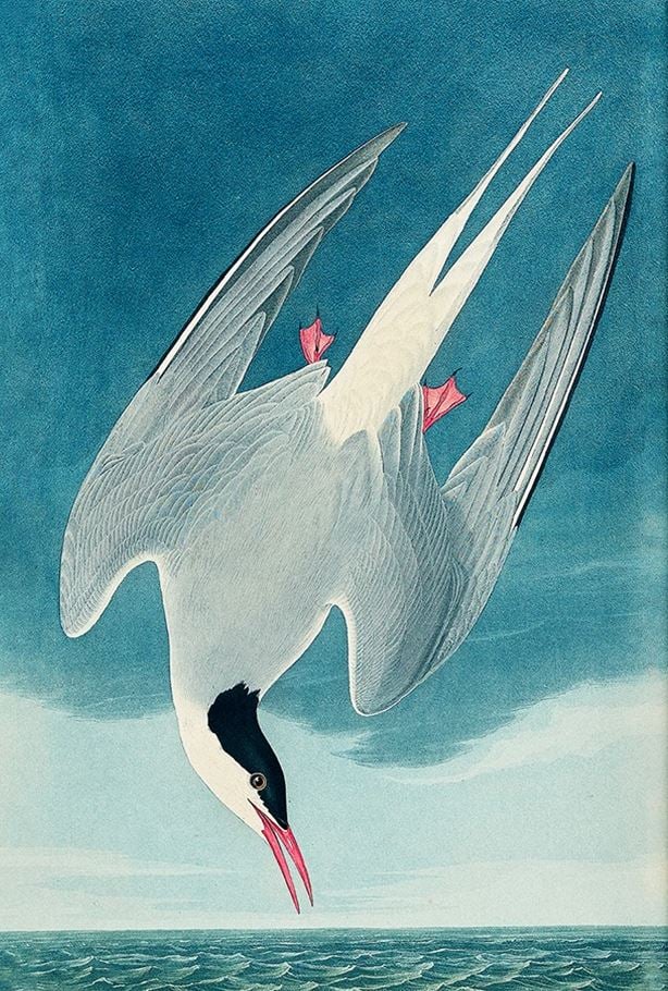 Combo 2 Cuốn Chuyện Kể Về Trăm Loài Chim + Sải Cánh Như Những Chú Chim