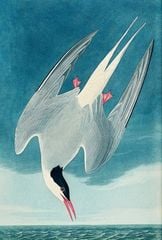 Combo 2 Cuốn Chuyện Kể Về Trăm Loài Chim + Sải Cánh Như Những Chú Chim