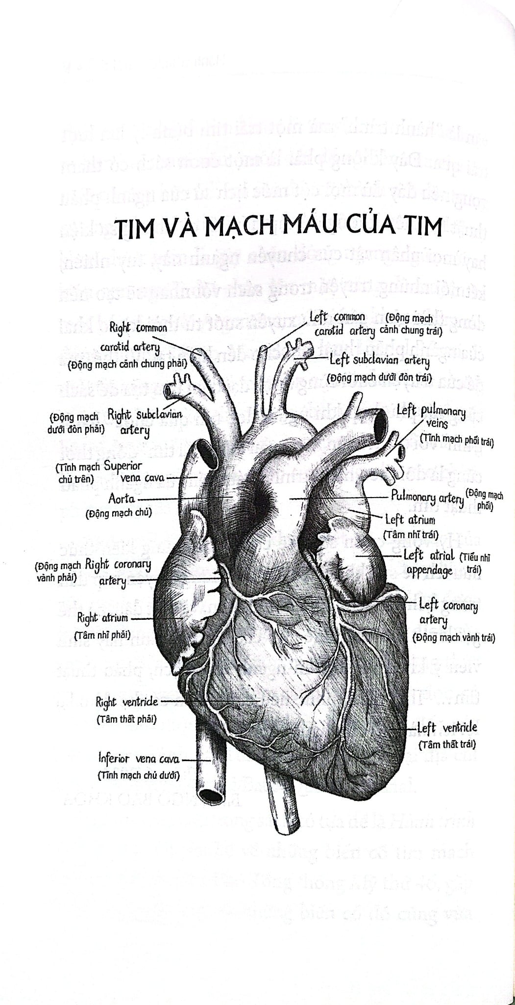 Hành Trình Của Trái Tim - Lược Sử Hình Thành Và Phát Triển Của Ngành Phẫu Thuật Tim - BS. Ngô Bảo Khoa