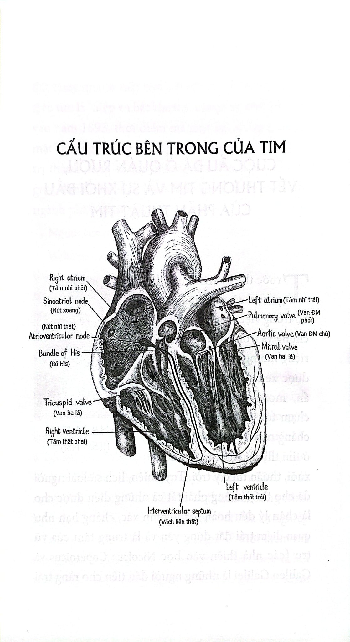 Hành Trình Của Trái Tim - Lược Sử Hình Thành Và Phát Triển Của Ngành Phẫu Thuật Tim - BS. Ngô Bảo Khoa