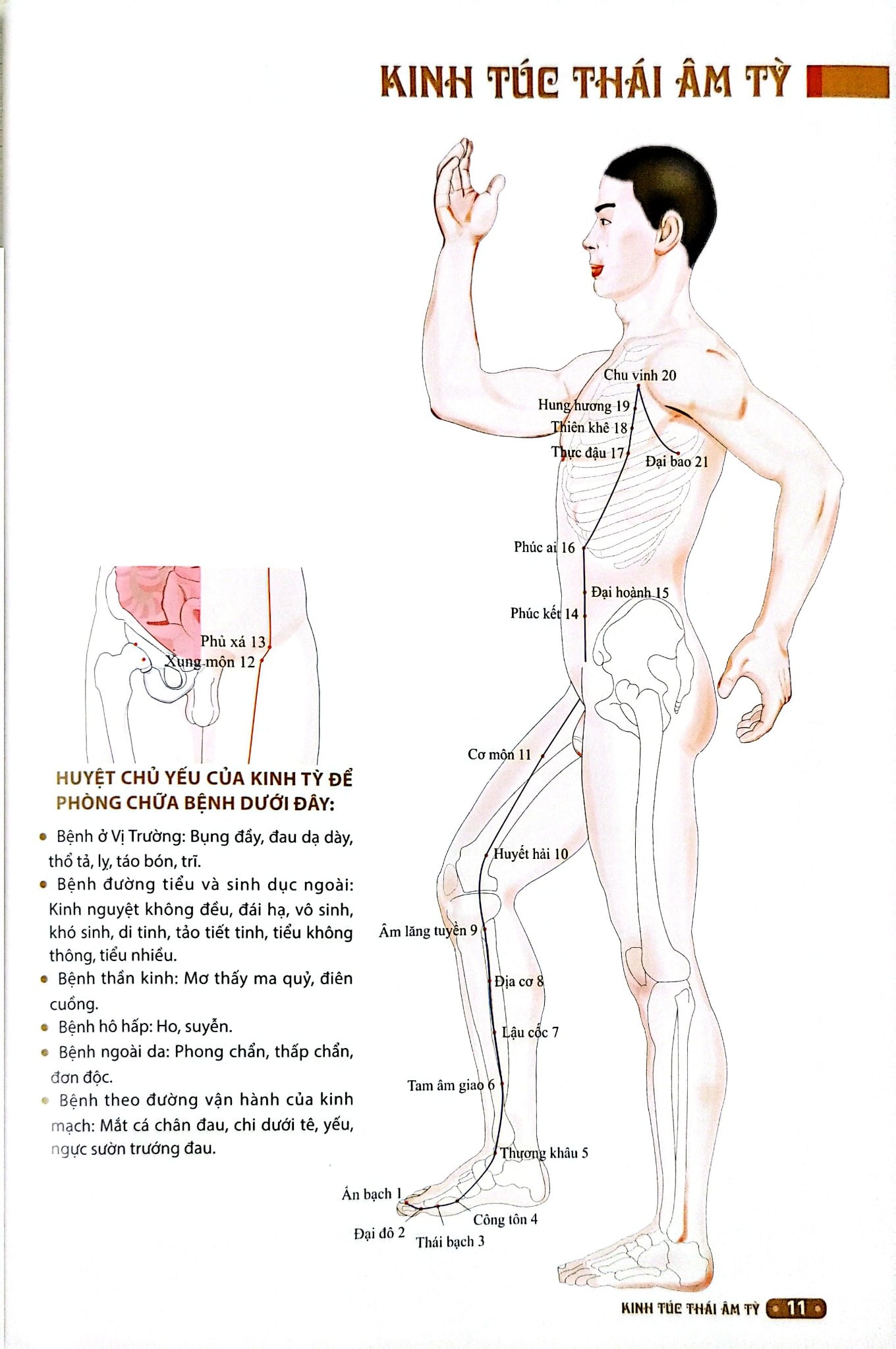 Đồ Giải Kinh Lạc Huyệt Vị Cơ Thể - Từ Bình
