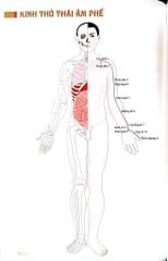 Đồ Giải Kinh Lạc Huyệt Vị Cơ Thể - Từ Bình