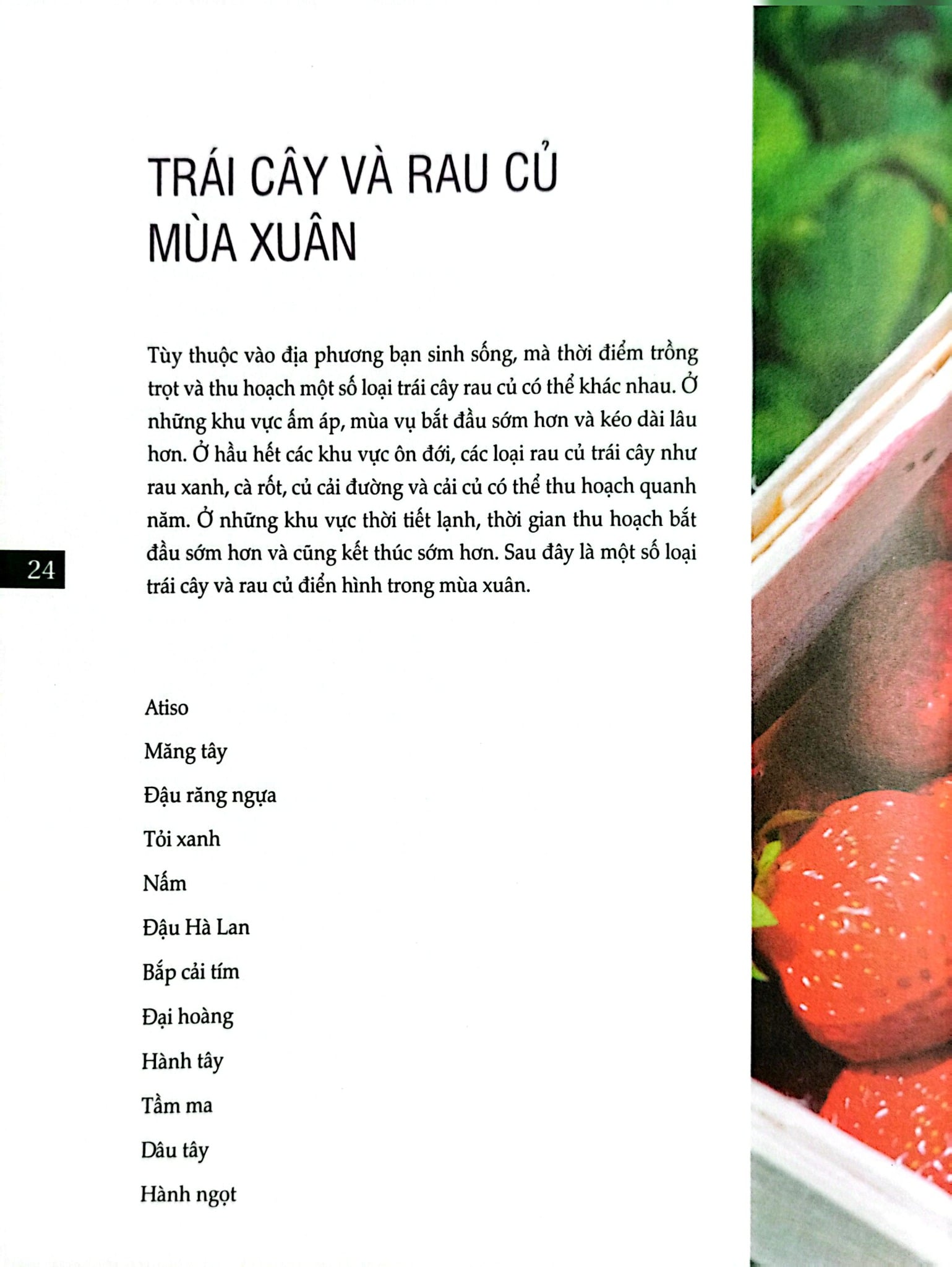Bách Khoa Về Trái Cây Và Rau Củ (Sách In Màu; Bìa Cứng) - Nhiều Tác Giả