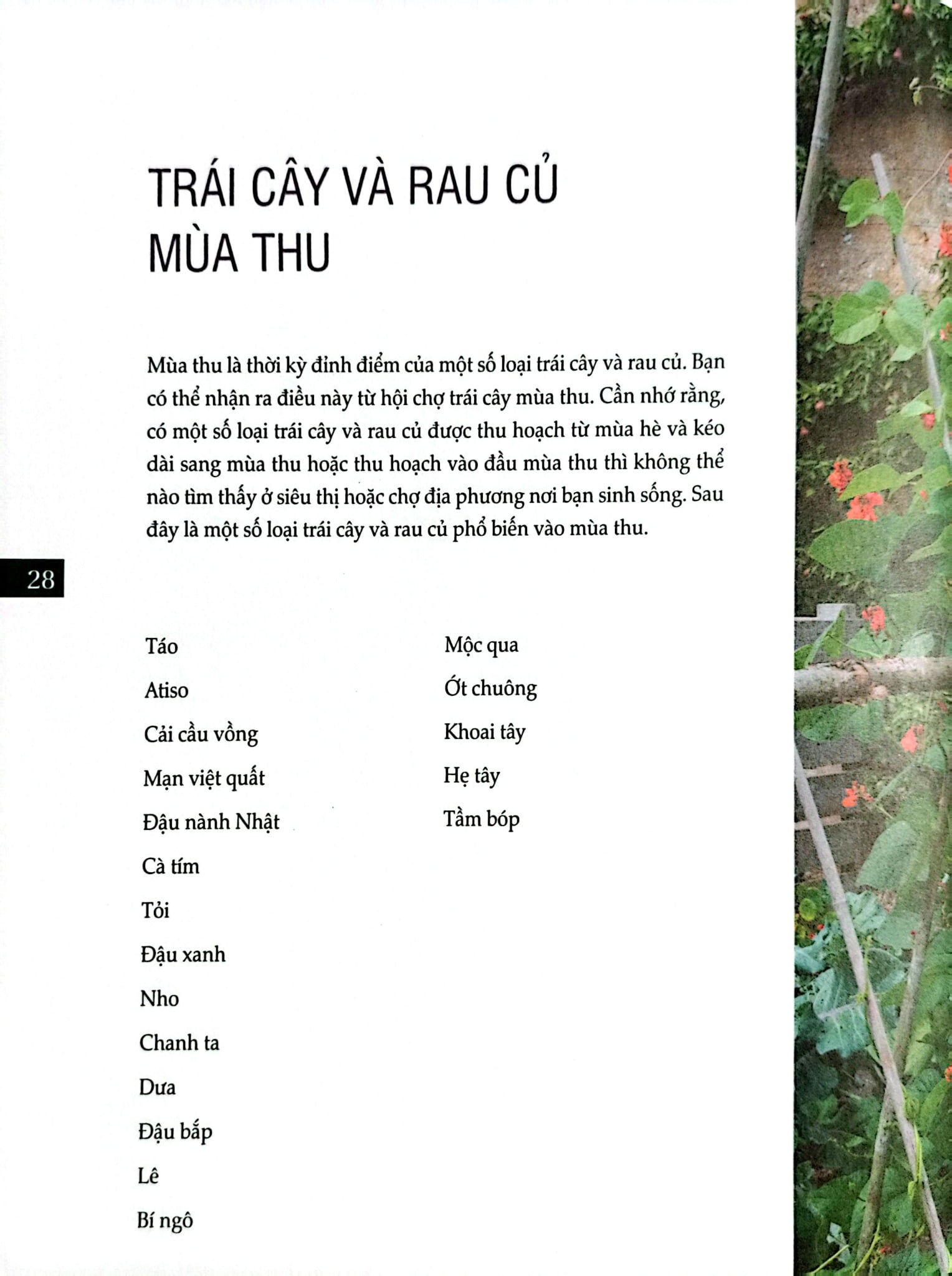 Bách Khoa Về Trái Cây Và Rau Củ (Sách In Màu; Bìa Cứng) - Nhiều Tác Giả