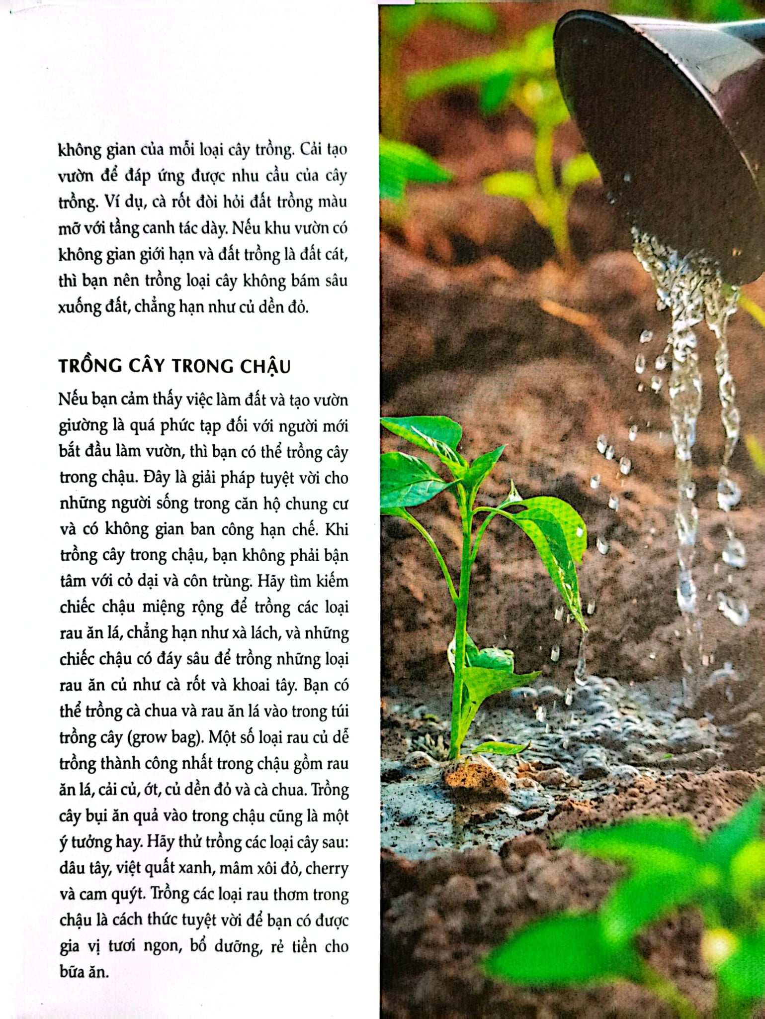 Bách Khoa Về Trái Cây Và Rau Củ (Sách In Màu; Bìa Cứng) - Nhiều Tác Giả
