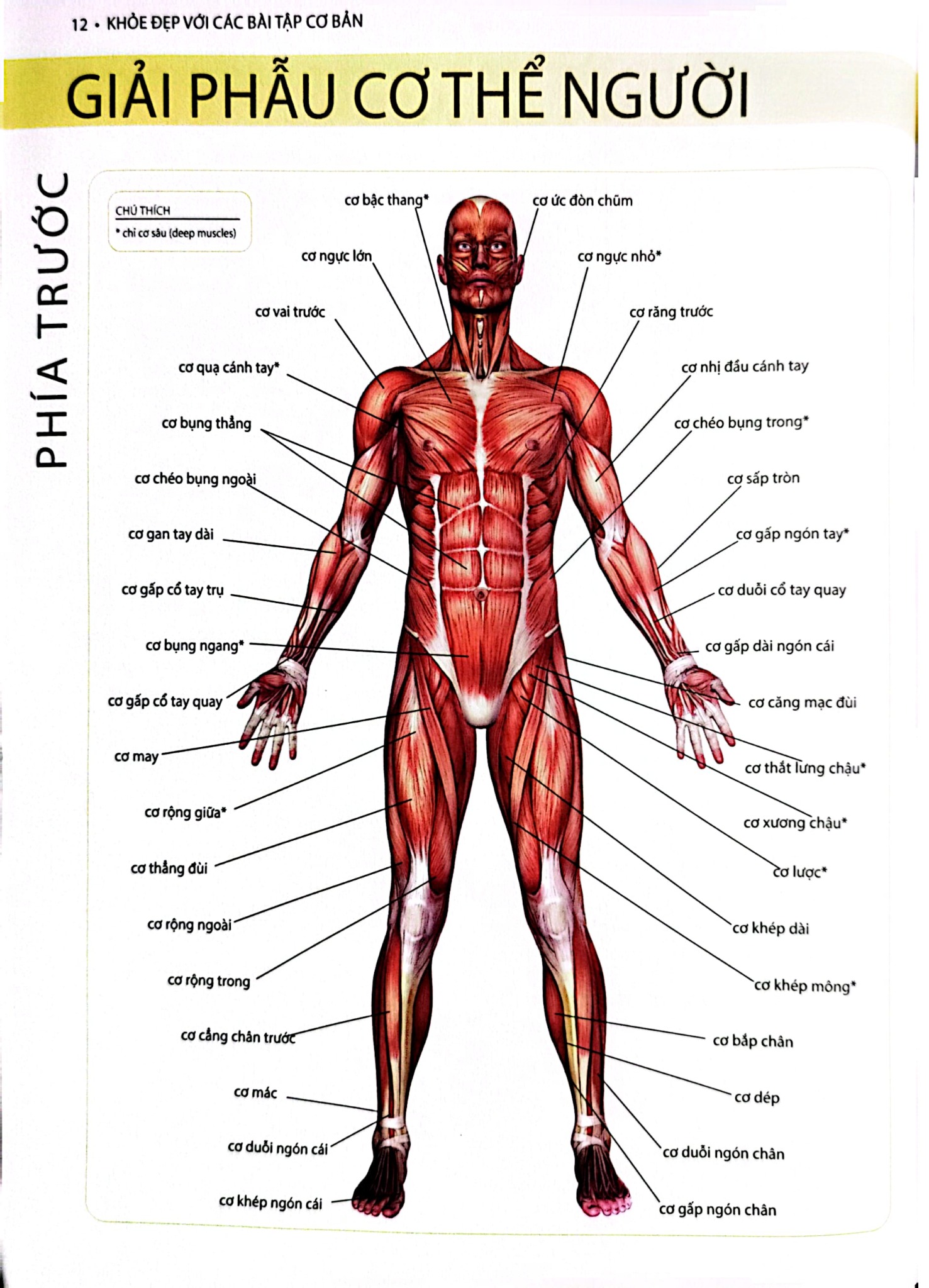 Khỏe, Đẹp Với Các Bài Tập Cơ Bản (Sách Ảnh; In Màu) - Dr. Abigail Ellsworth