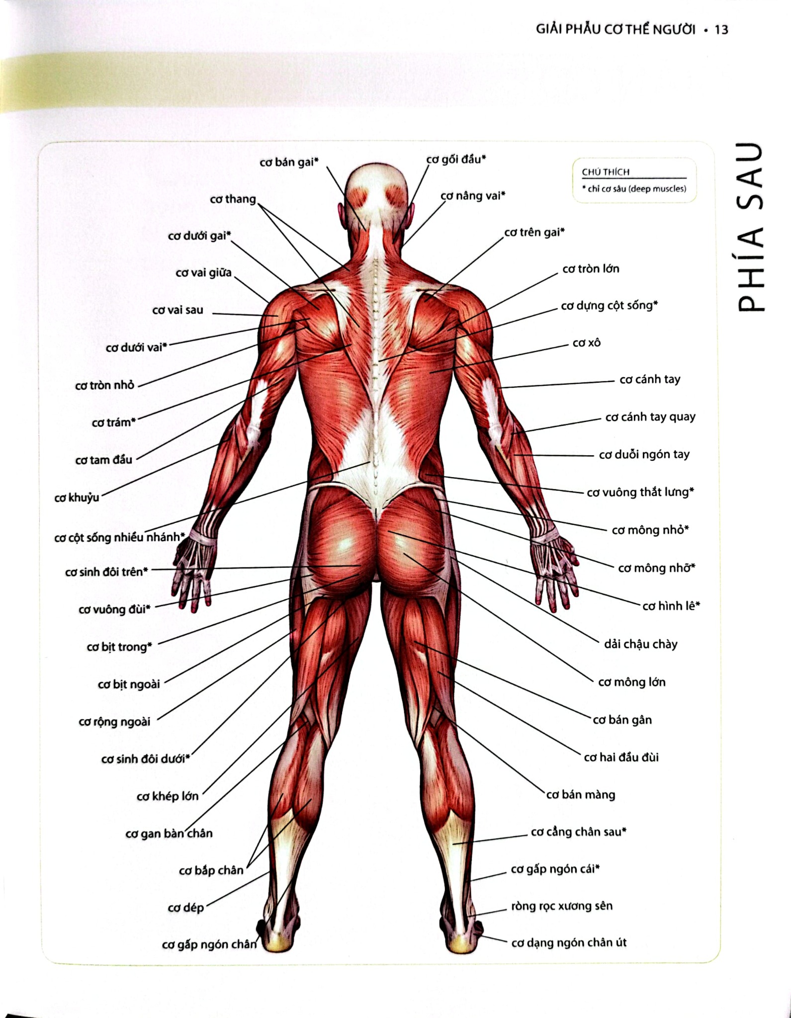 Khỏe, Đẹp Với Các Bài Tập Cơ Bản (Sách Ảnh; In Màu) - Dr. Abigail Ellsworth