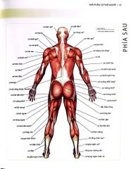 Khỏe, Đẹp Với Các Bài Tập Cơ Bản (Sách Ảnh; In Màu) - Dr. Abigail Ellsworth
