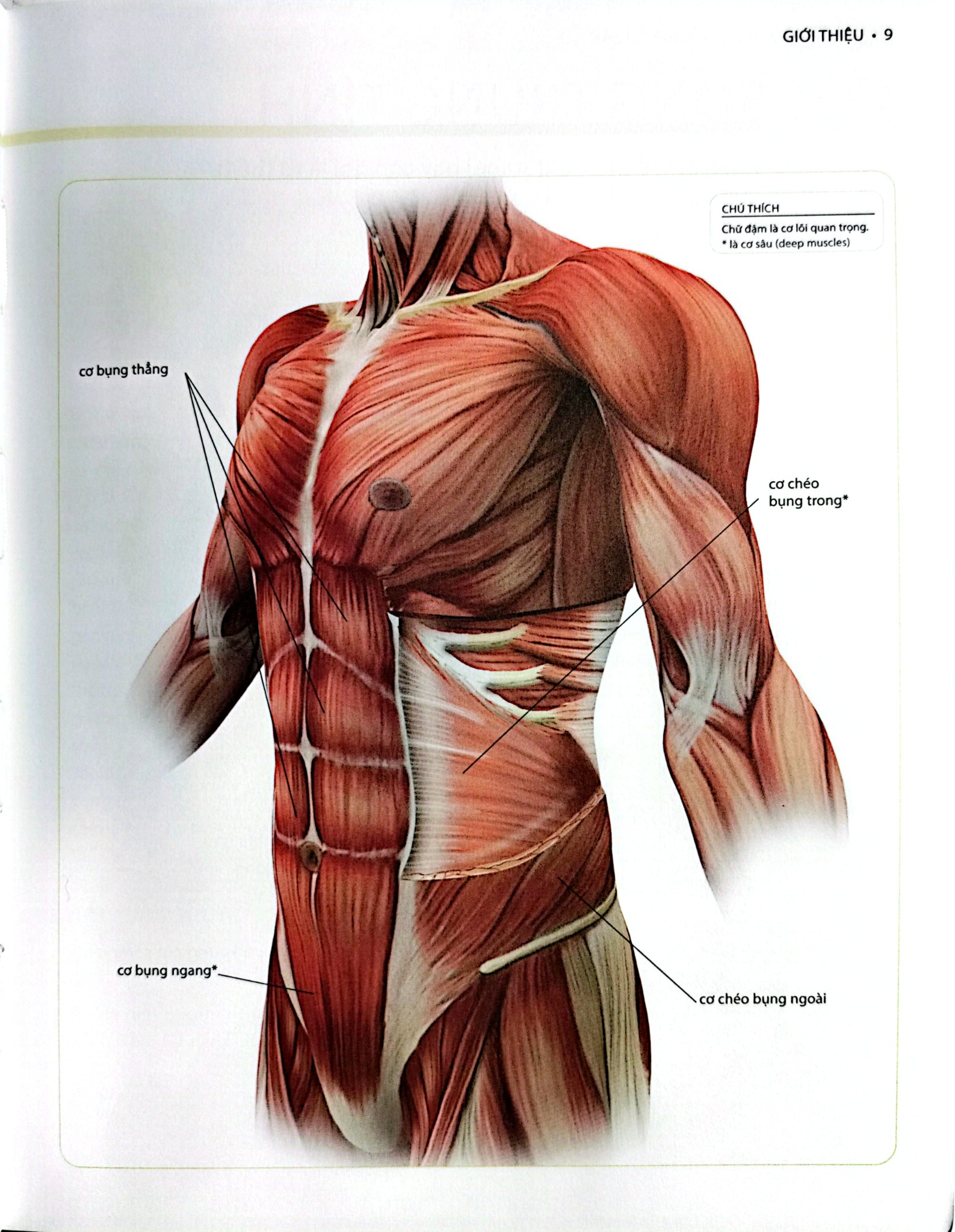 Khỏe, Đẹp Với Các Bài Tập Cơ Bản (Sách Ảnh; In Màu) - Dr. Abigail Ellsworth