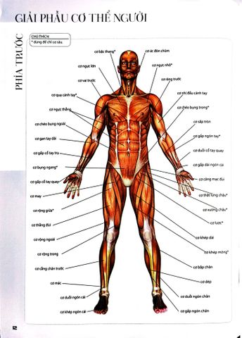  Combo 2 Cuốn 501 Bài Tập Giảm Cân Và Giữ Dáng + 70 Bài Tập Phát Triển, Cải Thiện Vóc Dáng, Tăng Sự Dẻo Dai 