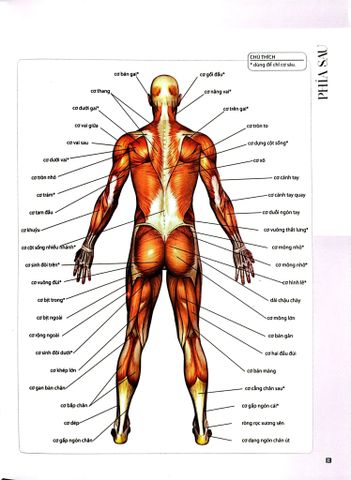  Combo 2 Cuốn 501 Bài Tập Giảm Cân Và Giữ Dáng + 70 Bài Tập Phát Triển, Cải Thiện Vóc Dáng, Tăng Sự Dẻo Dai 