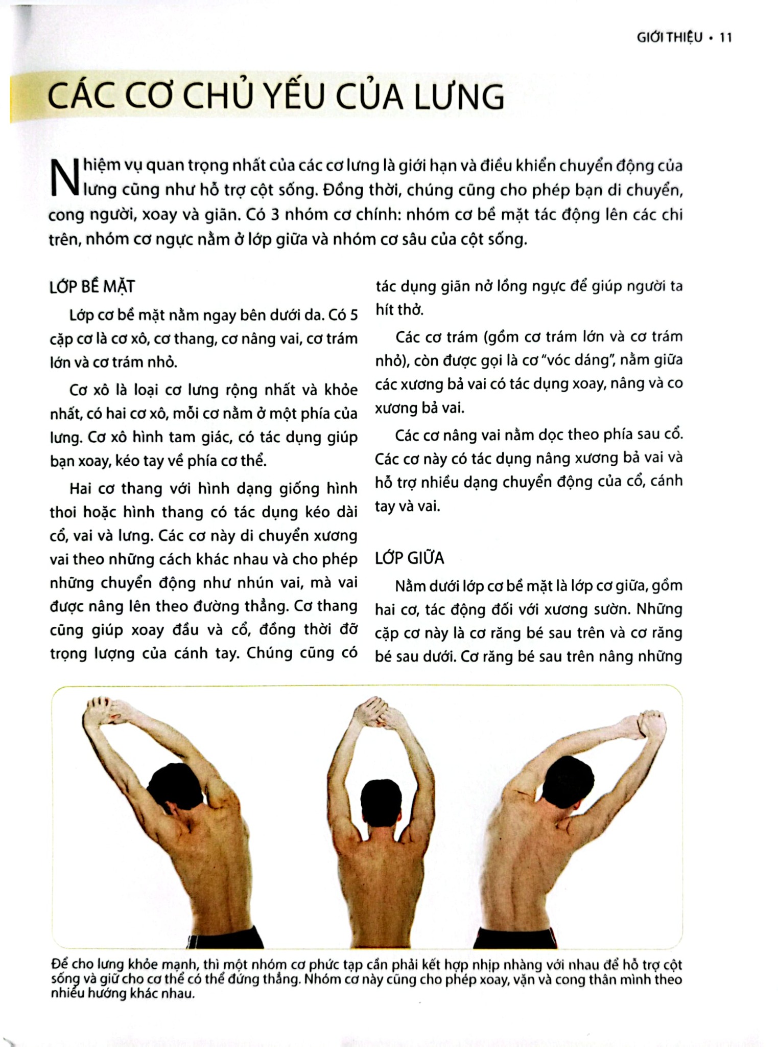 Cổ, Vai, Lưng Khỏe Mạnh Với Bài Tập Cơ Bản (Sách Ảnh; In Màu) - Philip Striano