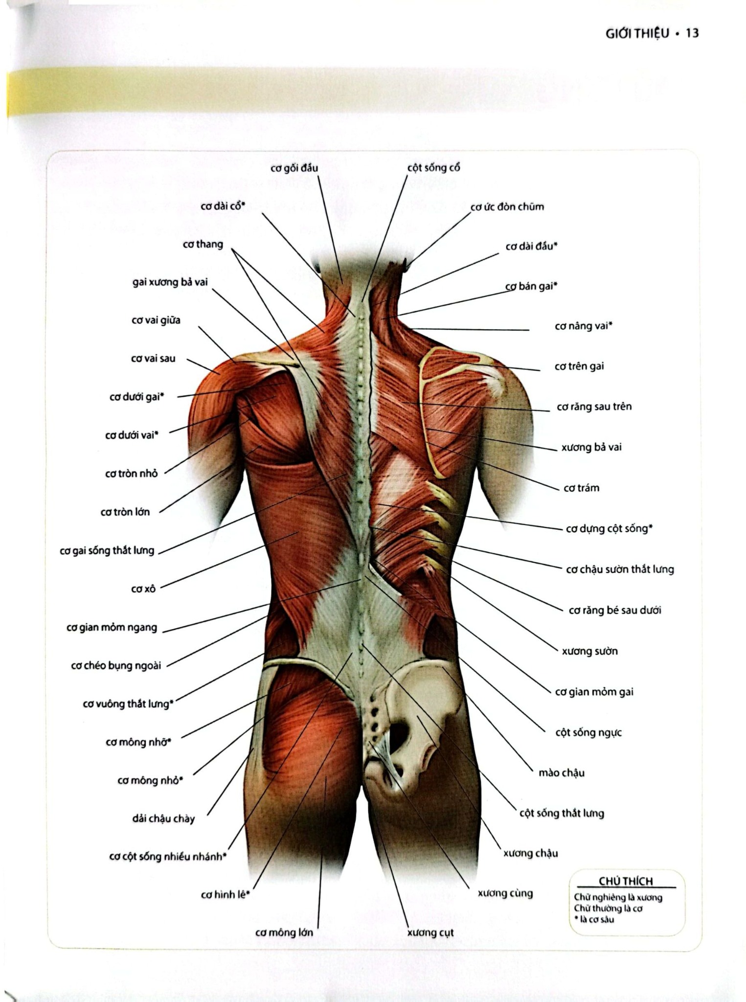 Cổ, Vai, Lưng Khỏe Mạnh Với Bài Tập Cơ Bản (Sách Ảnh; In Màu) - Philip Striano