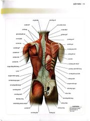Cổ, Vai, Lưng Khỏe Mạnh Với Bài Tập Cơ Bản (Sách Ảnh; In Màu) - Philip Striano
