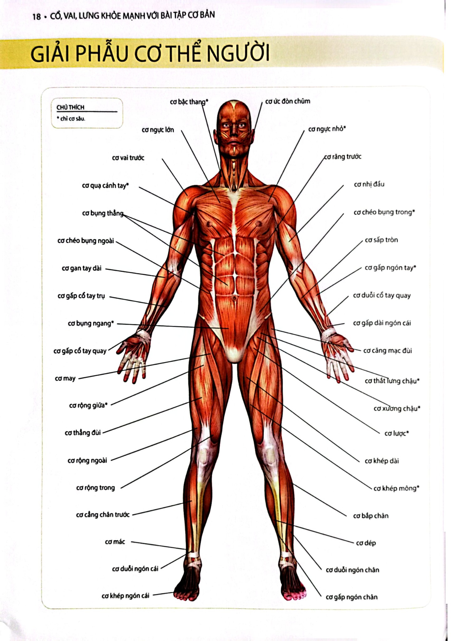 Cổ, Vai, Lưng Khỏe Mạnh Với Bài Tập Cơ Bản (Sách Ảnh; In Màu) - Philip Striano