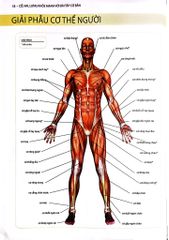 Cổ, Vai, Lưng Khỏe Mạnh Với Bài Tập Cơ Bản (Sách Ảnh; In Màu) - Philip Striano