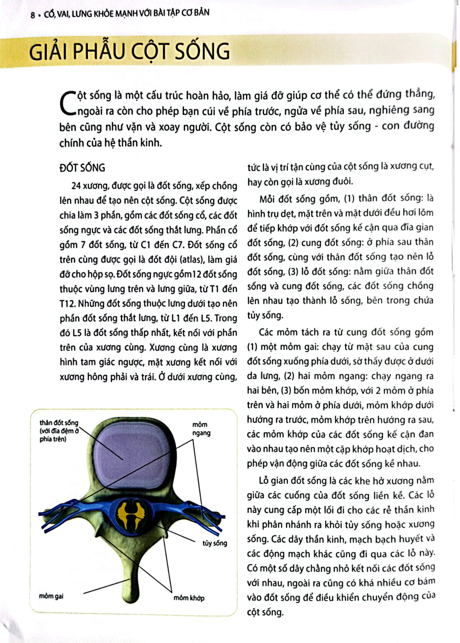 Cổ, Vai, Lưng Khỏe Mạnh Với Bài Tập Cơ Bản (Sách Ảnh; In Màu) - Philip Striano