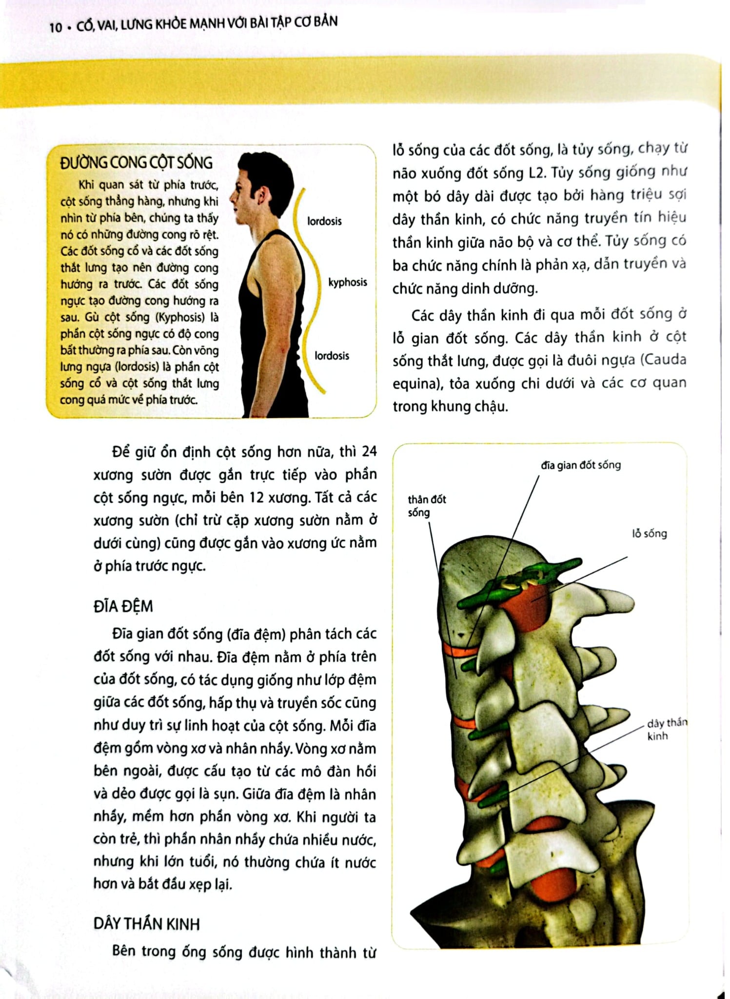 Cổ, Vai, Lưng Khỏe Mạnh Với Bài Tập Cơ Bản (Sách Ảnh; In Màu) - Philip Striano
