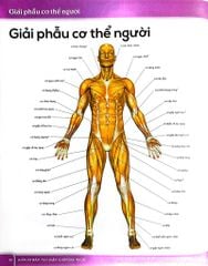 Giãn Cơ Bắp, Thư Giãn, Giảm Đau Nhức (Sách Ảnh; In Màu) - Sophie Cornish-Keefe