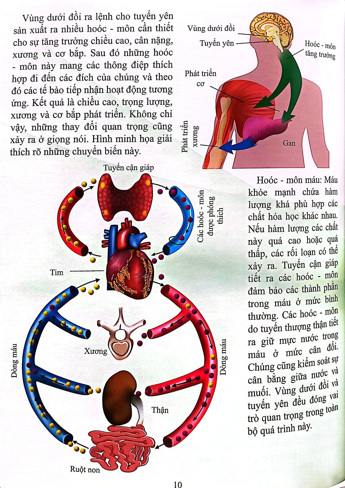 Cơ Thể Của Tôi Hoạt Động Như Thế Nào Hooc - Môn - T.R.Bhanot
