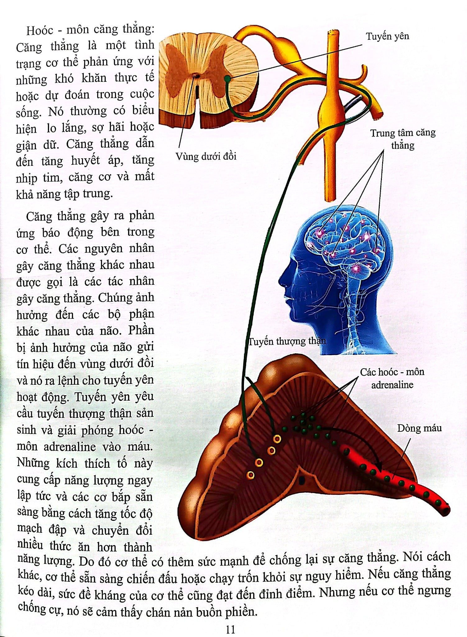 Cơ Thể Của Tôi Hoạt Động Như Thế Nào Hooc - Môn - T.R.Bhanot